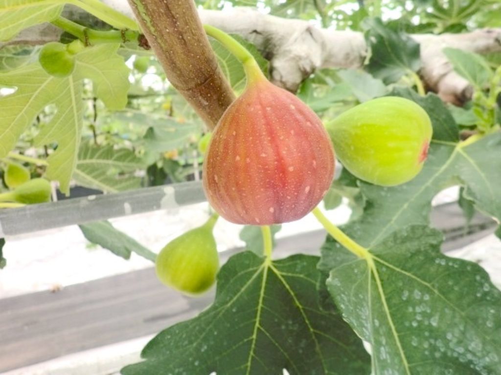 博多とよみつひめとは？福岡生まれのいちじくの旬と特徴