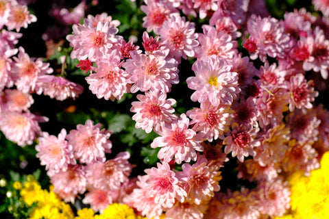 うるおいは「与える」より「巡らせる」｜腸からはじめる粘膜ケア