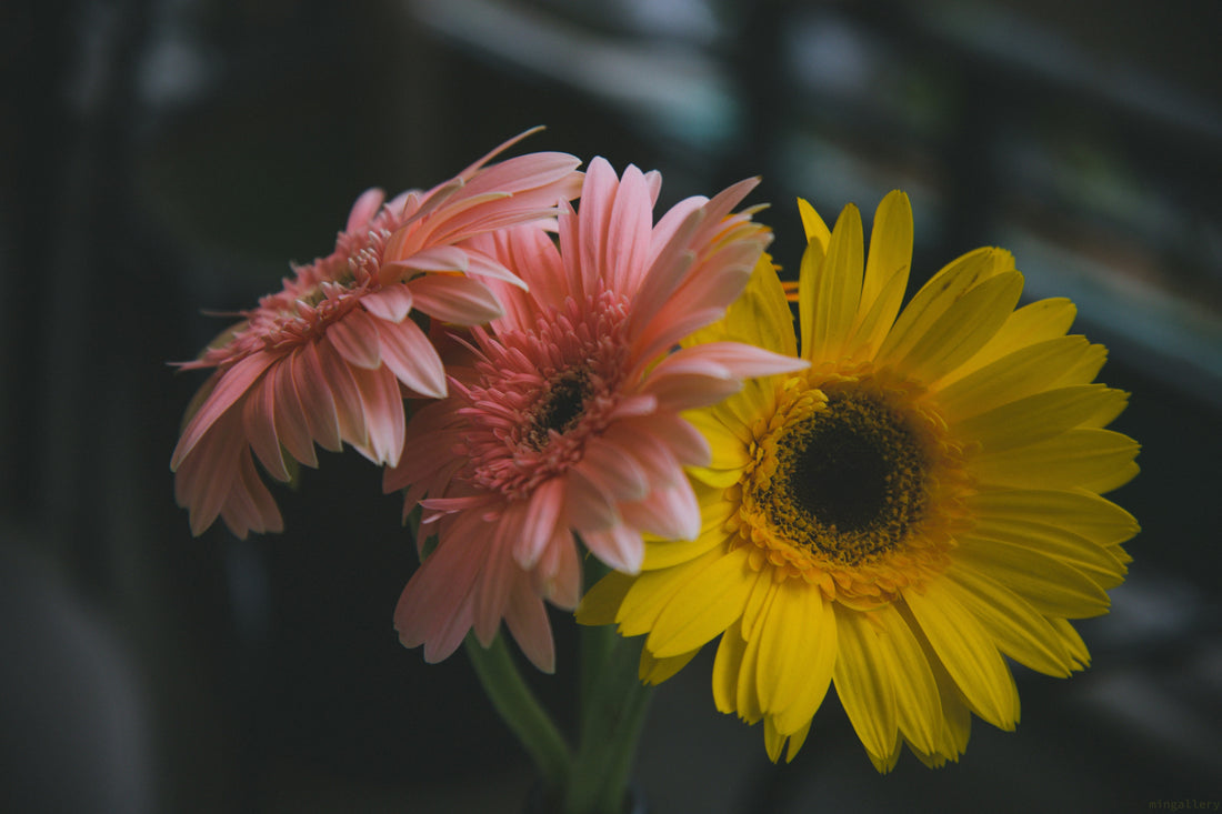 【Day3】海外で始まった、更年期をポジティブに捉え直す動き｜"Menopause Party"って？