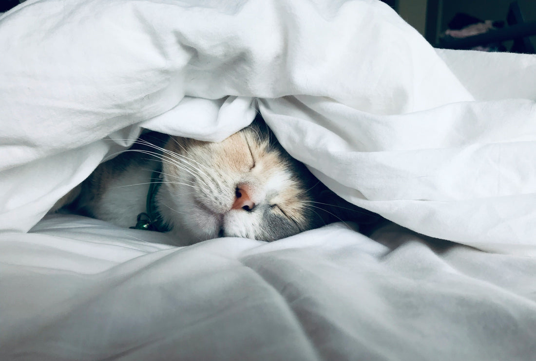 プレ更年期に“眠れない”が増える理由｜ぐっすりケアで不眠対策