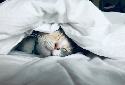 プレ更年期に“眠れない”が増える理由｜ぐっすりケアで不眠対策