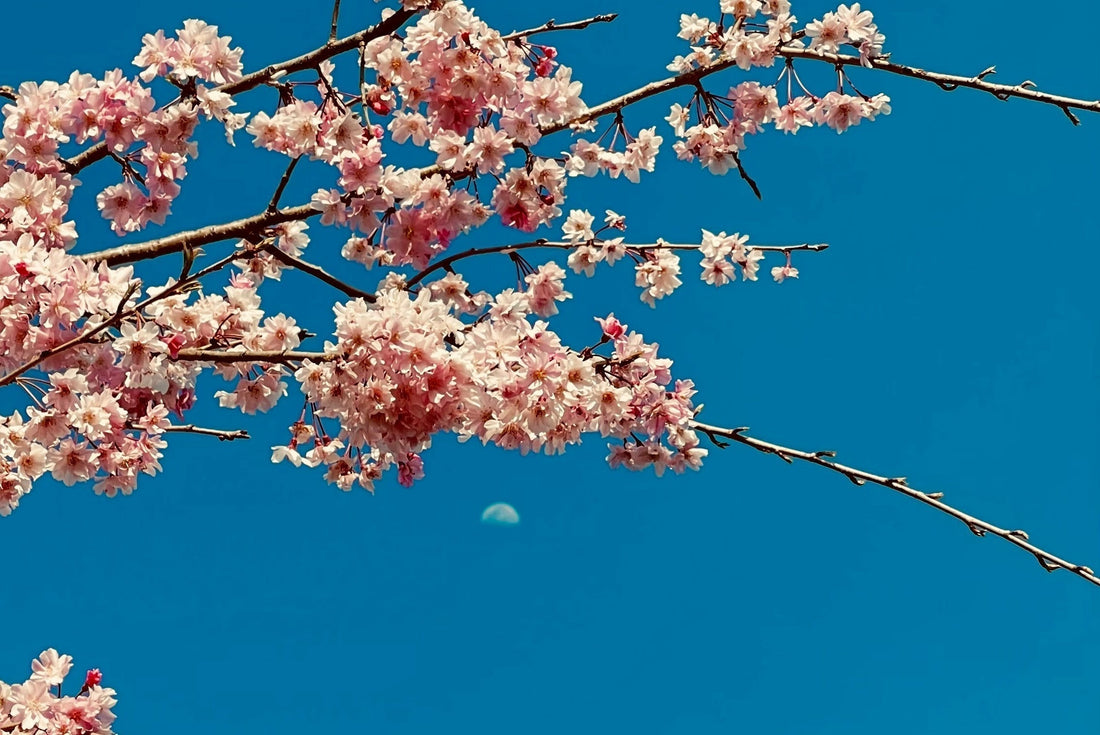 【2026年4月】満月・新月の特徴｜新しく踏み出す月